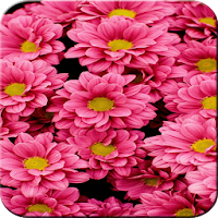 Flower Wallpaper - Colorful Flowers in HD & 4K