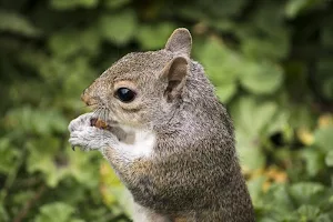 Squirrel wallpapers Screenshot 3