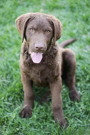 Chesapeake Retriever Wallpaper Screenshot 0