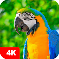 Parrot Wallpapers 4K