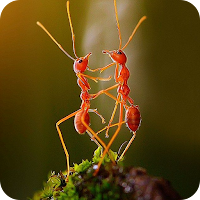 Macro Photography Ideas
