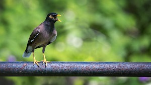 Thai Bird Sounds Screenshot 3