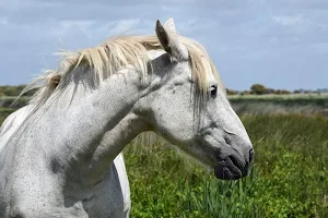White horses wallpapers Screenshot 2