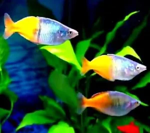 Freshwater Ornamental Fish Screenshot 2