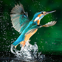 Relaxing Bird Chirping Sounds