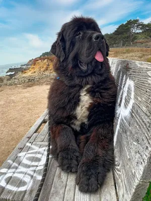 Newfoundland Dog Wallpapers Screenshot 2
