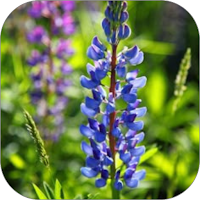Lupine Flower WalL