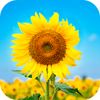Sunflower Wallpaper 2023