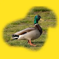 Animals and Sounds
