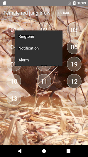 Red junglefowl Female Sound Screenshot 2