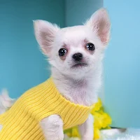 Chihuahua Dog Wallpapers
