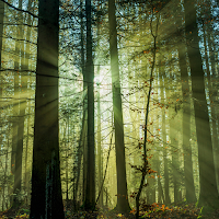 Forest Wallpapers HD