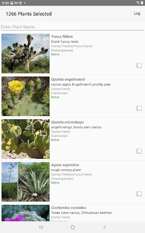 Northeast Mexico Wildflowers Screenshot 1
