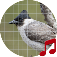 Sooty-headed Bulbul bird sounds ~ Sboard.pro
