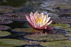 Lilies wallpapers Screenshot 3