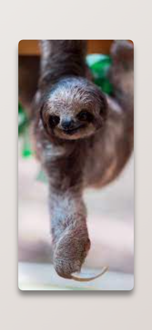 Cute Sloth Wallpaper HD Screenshot 3