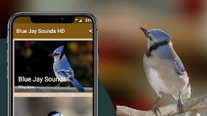 Blue Jay Sounds Screenshot 0