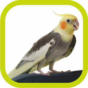 Cockatiel Sounds Offline (Teach Sound) Screenshot 0