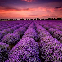 Lavender Flower Wallpapers