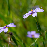 Blue-eyed Grass Wallpaper