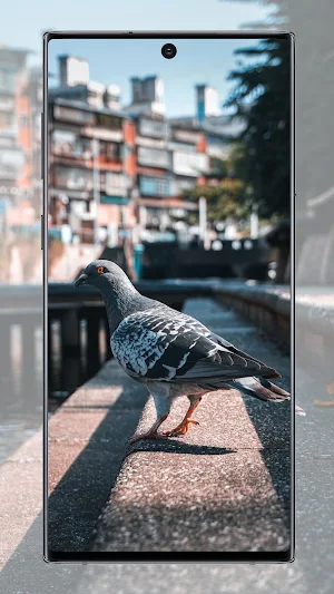 Pigeon wallpaper Screenshot 2