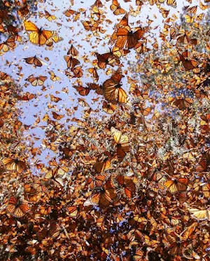 Monarch Butterfly Wallpapers Screenshot 2