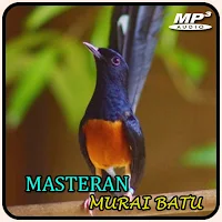 Masteran Murai Batu Offline