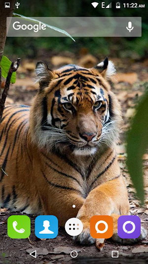 Tiger Hd Wallpapers Screenshot 3