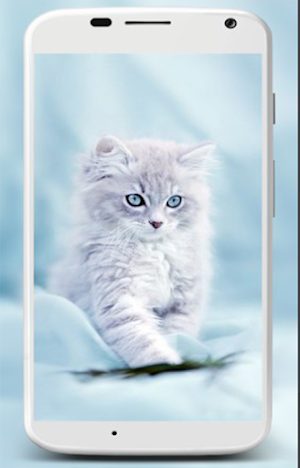 Wallpaper Animal Cute HD Screenshot 0