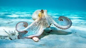 Octopus Match: Premium Screenshot 2