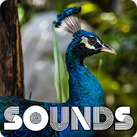 Peacock Sound Ringtones