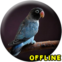 Masteran Lovebird Paud Ngekek