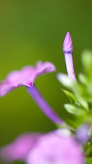 Garden Phlox Wallpaper Screenshot 1