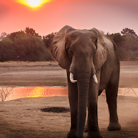 Wildlife Photography Wallpaper