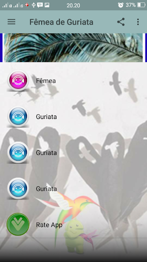 Canto Fêmea de Guriata Screenshot 1