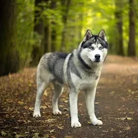Siberian Husky Dog Wallpapers
