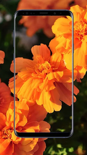 Marigold Flower Wallpapers Screenshot 3