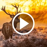 Nature Video Wallpapers