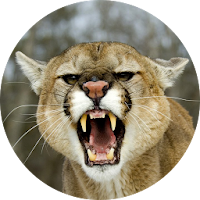 Cougar & Mountain Lion Sounds