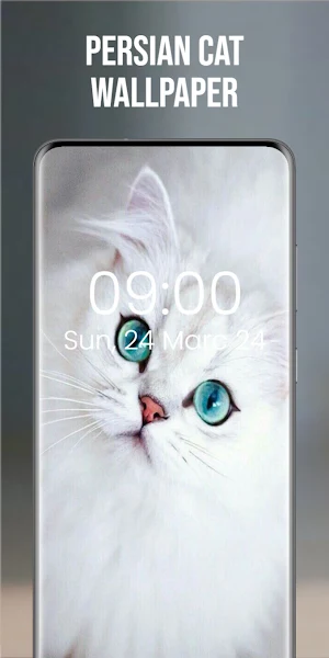 Persian Cat Wallpaper Screenshot 0