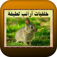 خلفيات أرانب لطيفة