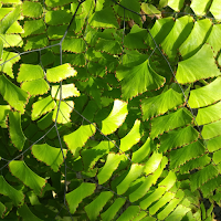 Maidenhair Fern Wallpaper