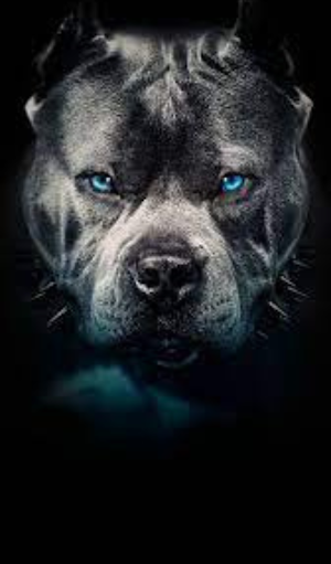 Pitbull Wallpaper Screenshot 1
