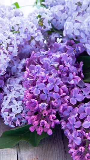 Lilac Wallpapers Screenshot 0