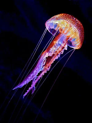 Jellyfish Wallpapers Screenshot 3