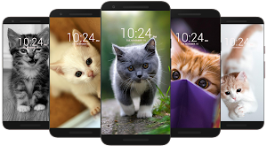 😻 Kitten & Cat Wallpaper HD 😻 Screenshot 1