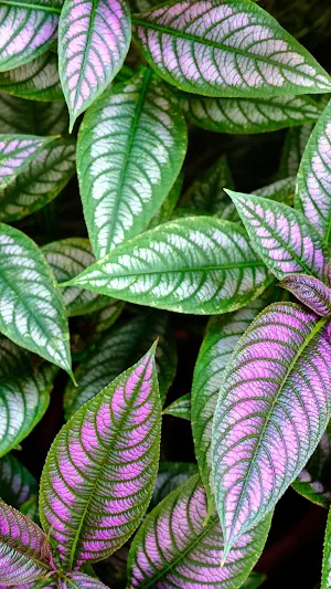 Persian Shield Wallpapers Screenshot 1
