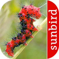 Caterpillar Id USA East Coast