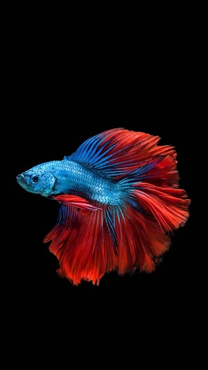 Betta Fish Video Wallpapers Screenshot 2