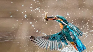 Kingfisher Bird Screenshot 1